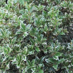 Osmanthus, variegated holly-leaf